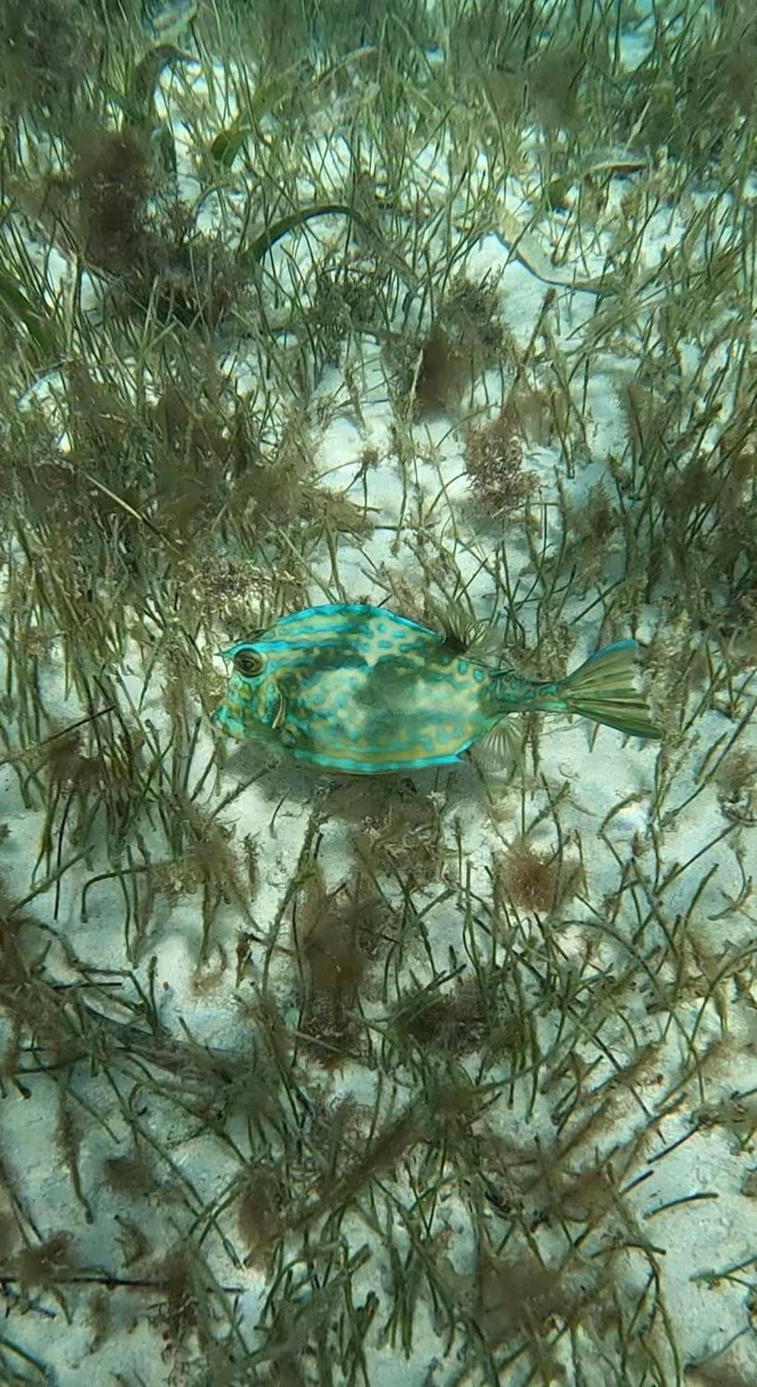 The Coral Casa Villa Caye Caulker Ngoại thất bức ảnh