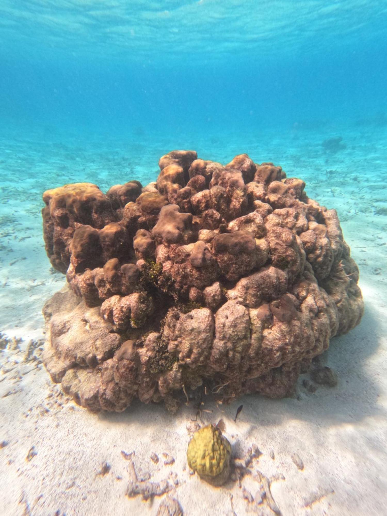 The Coral Casa Villa Caye Caulker Ngoại thất bức ảnh