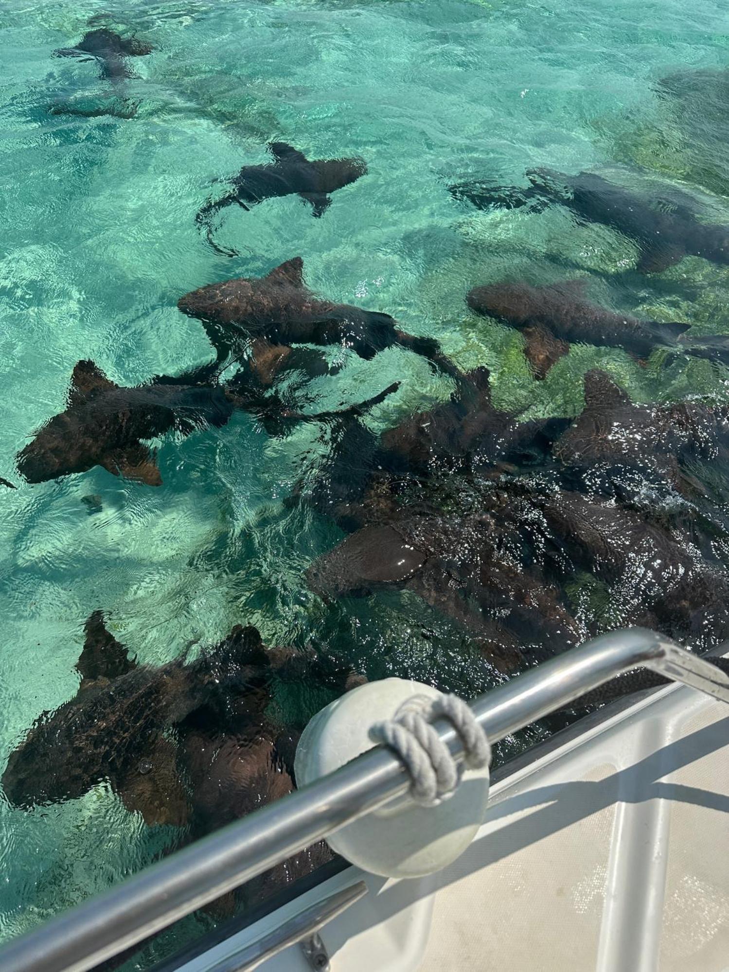 The Coral Casa Villa Caye Caulker Ngoại thất bức ảnh