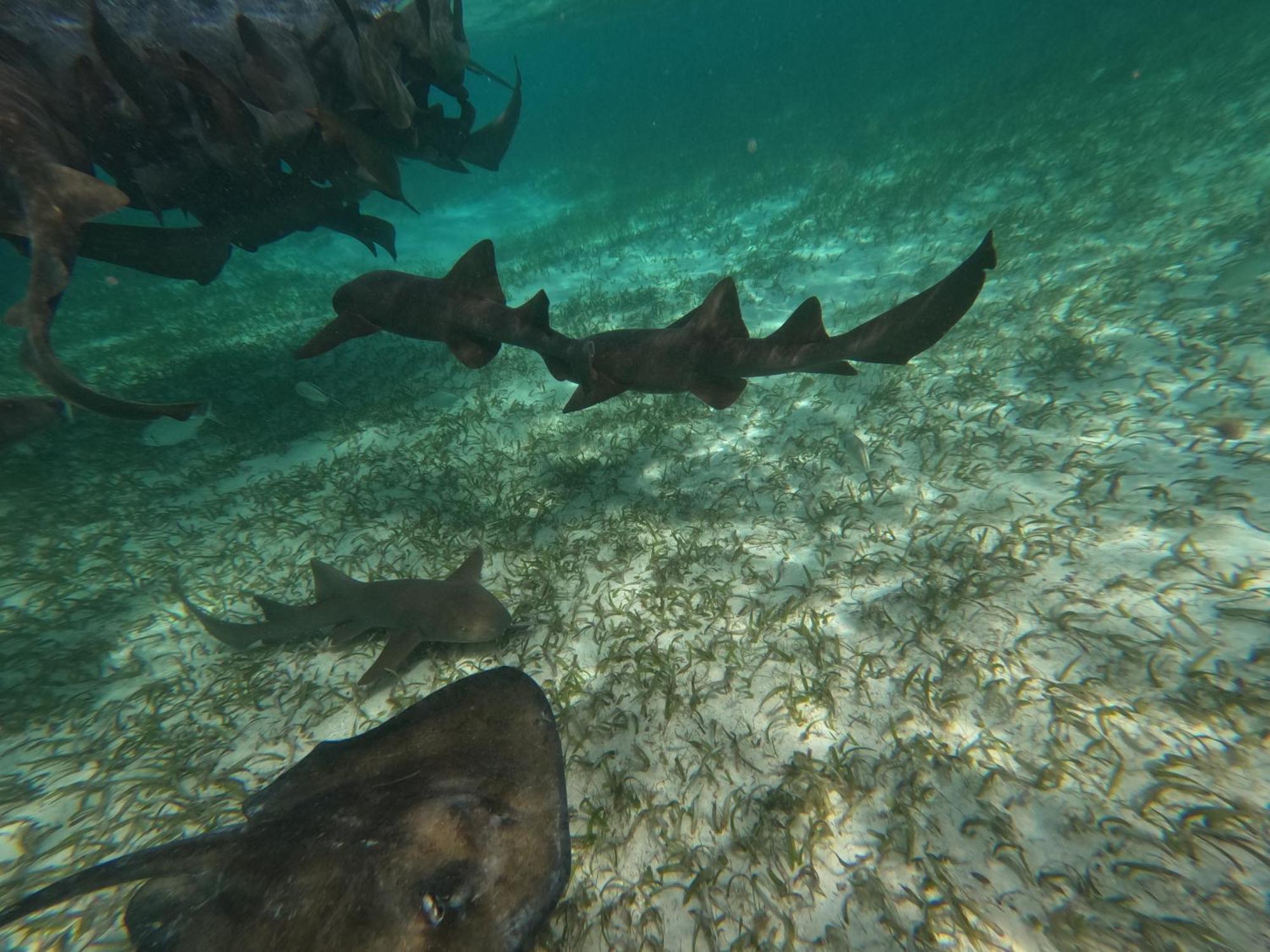 The Coral Casa Villa Caye Caulker Ngoại thất bức ảnh