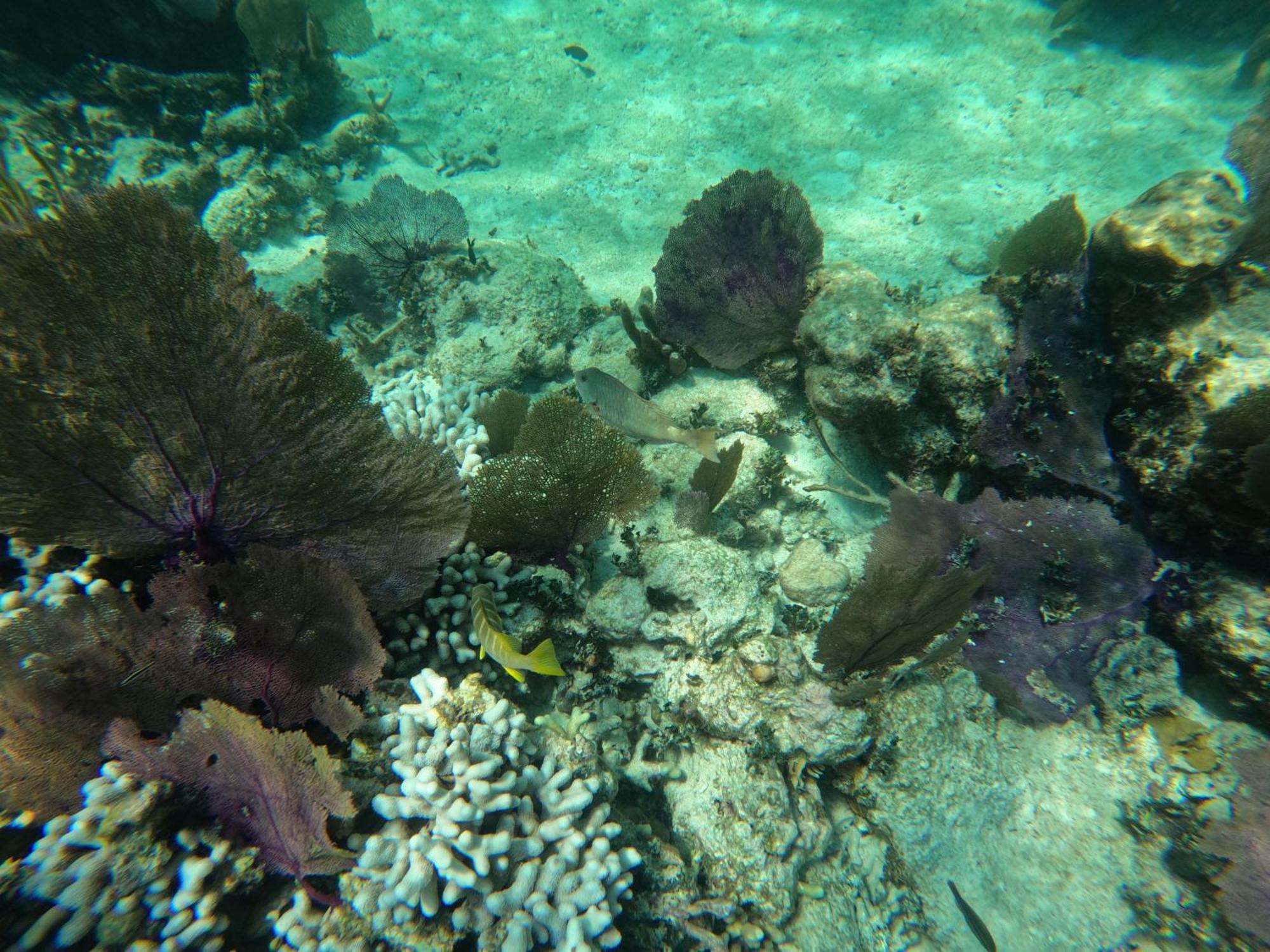 The Coral Casa Villa Caye Caulker Ngoại thất bức ảnh